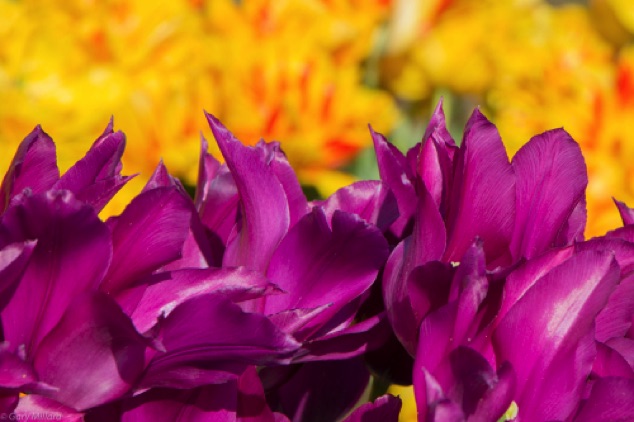 Purple & Yellow Tulips
Wooden Shoe Tulip Farm
Woodburn OR